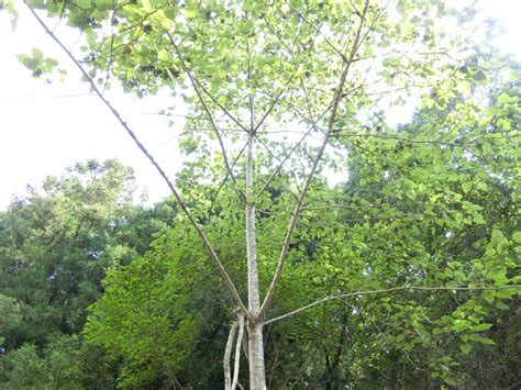 樹木|樹種の特徴・特性（樹木の写真） 